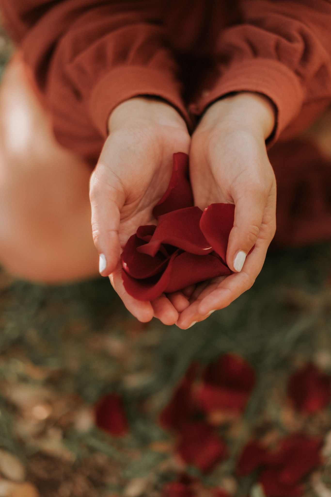 Hands cradling rose petals